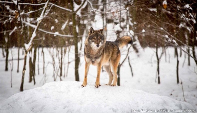 fot. Sylwia Krassowska