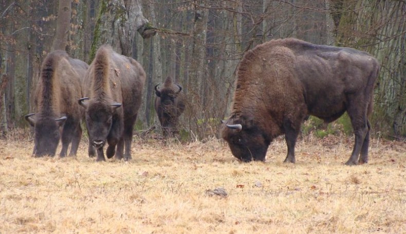 Żubry w Puszczy Białowieskiej, fot. Jarosław Iwaniuk